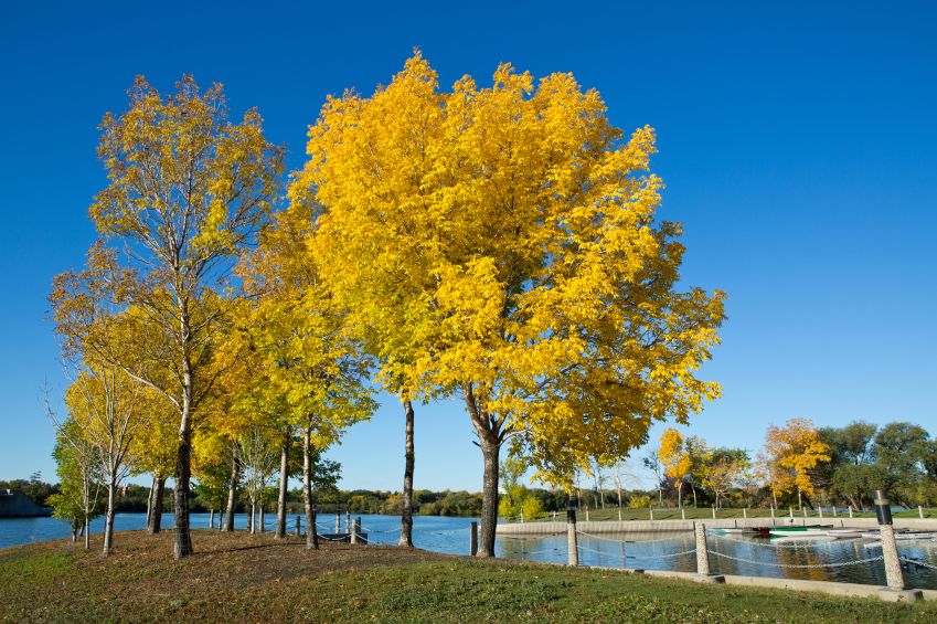 protect trees from emerald ash bore - the right wans