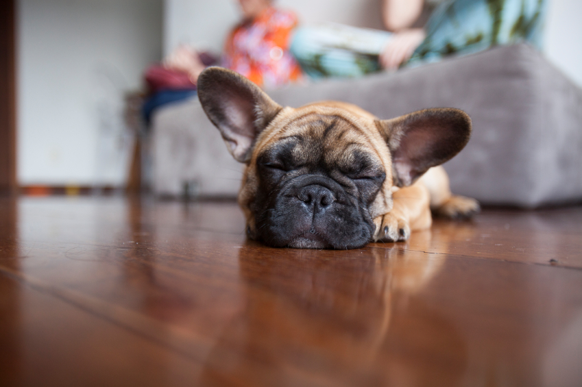 selling a home where pets live - the right wans